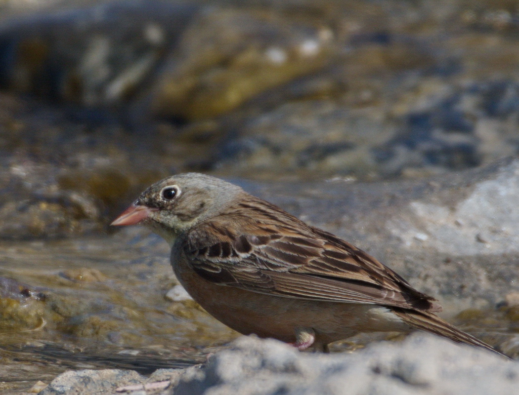 Ortolan Bunting