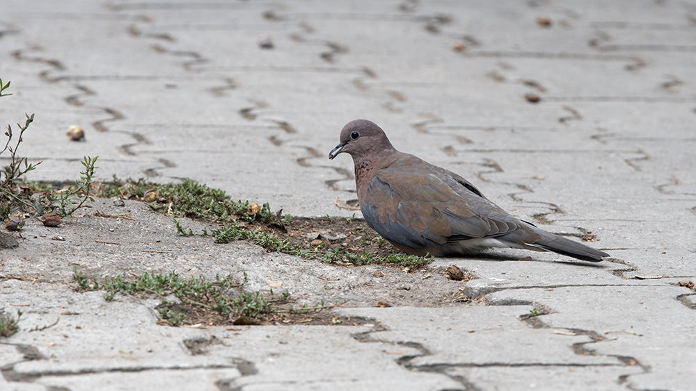 Laughing Dove