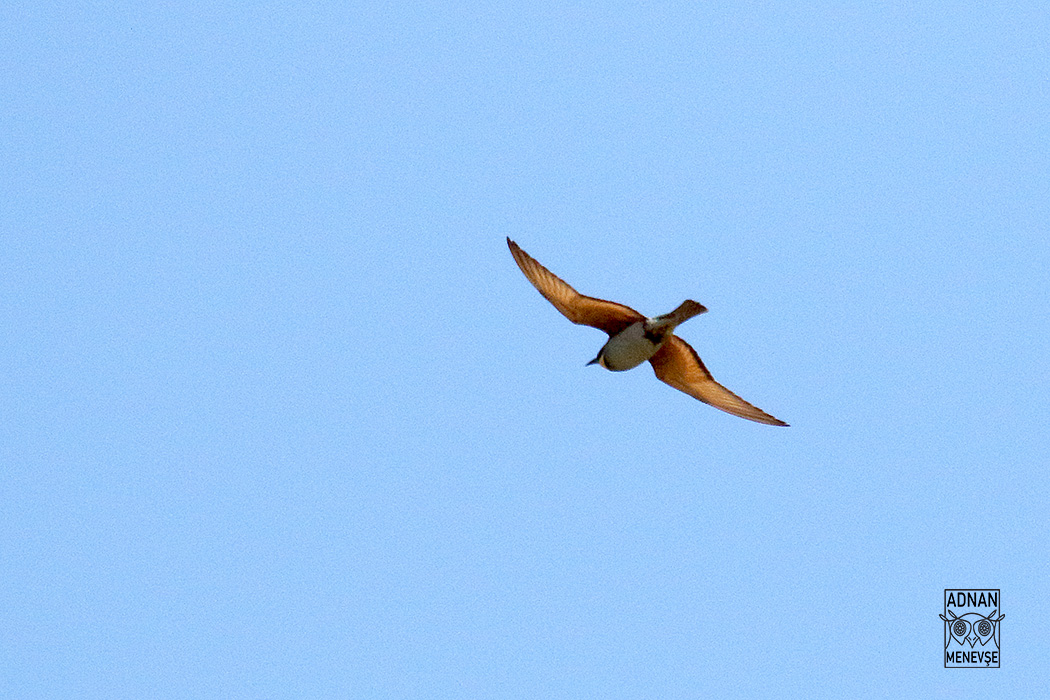 European Bee-eater