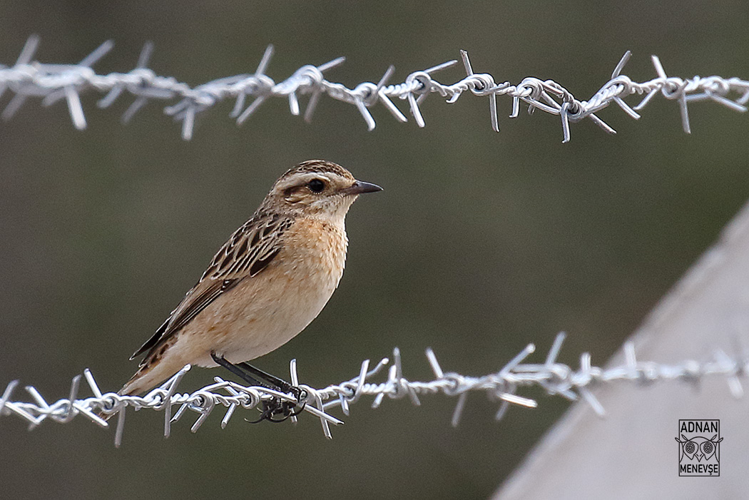 Whinchat