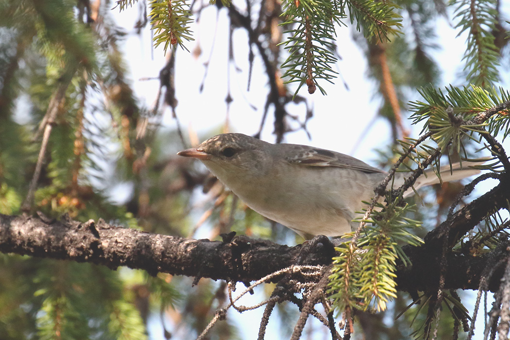 Barred Warbler