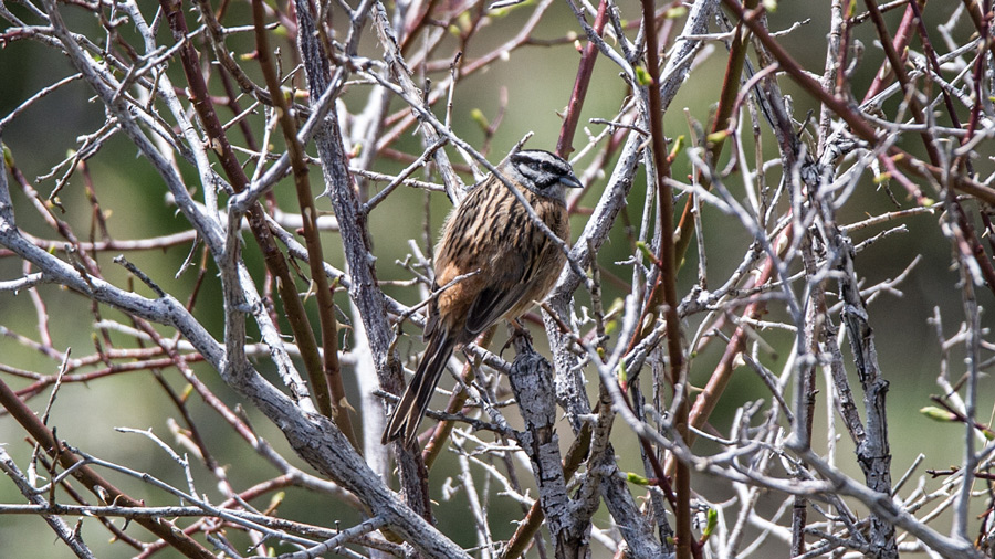 Rock Bunting