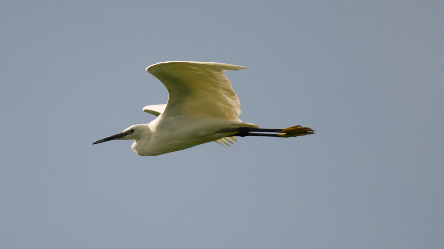 Little Egret