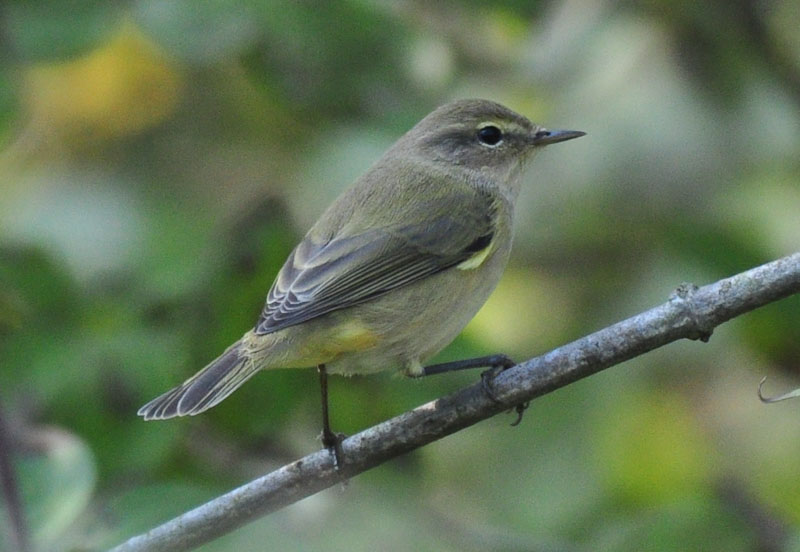 Common Chiffchaff