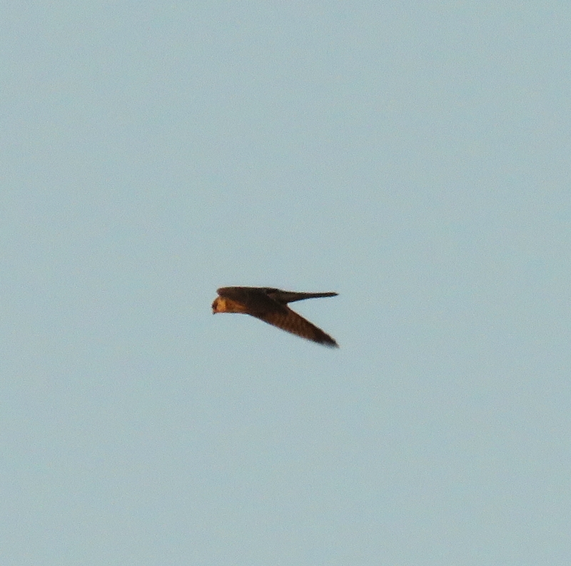Red-footed Falcon