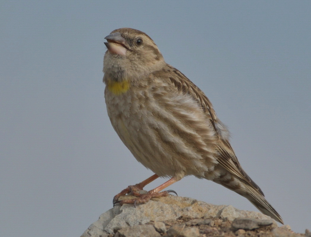 Rock Sparrow