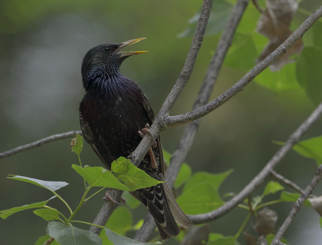 Common Starling
