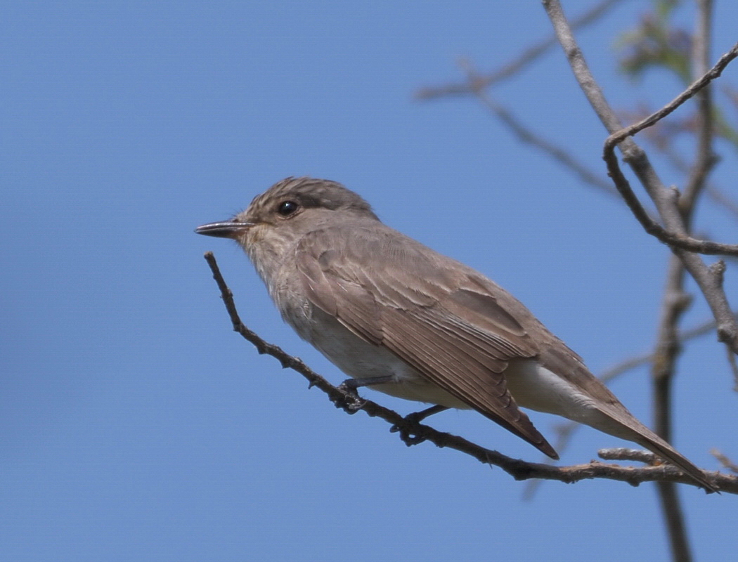 Spotted Flycatcher
