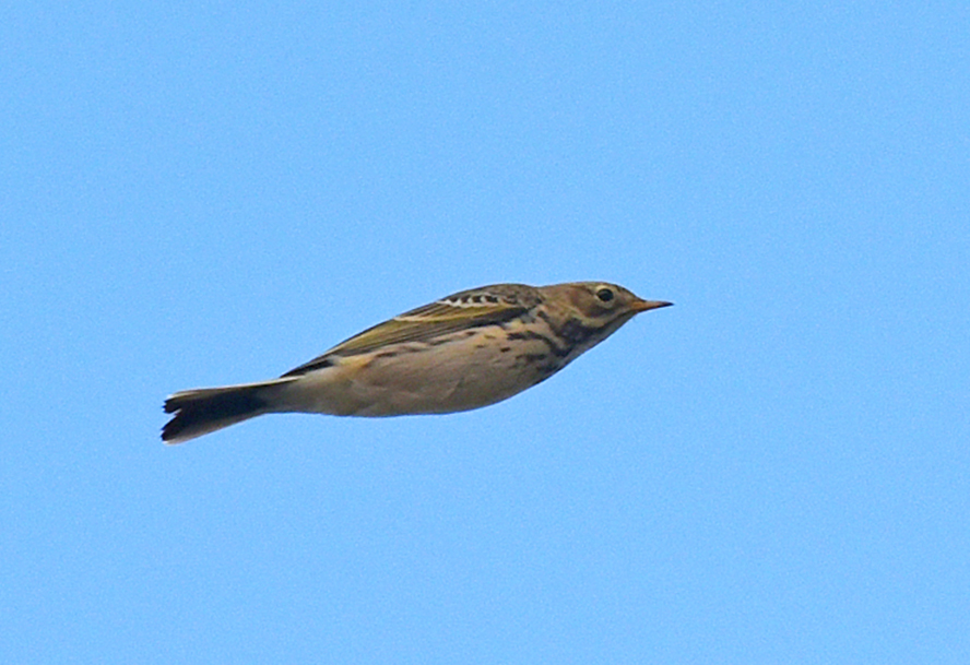 Water Pipit