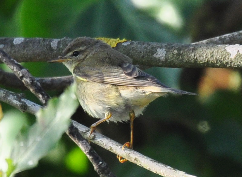 Willow Warbler