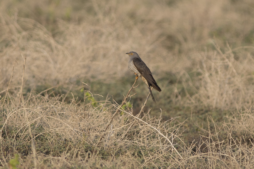 Common Cuckoo