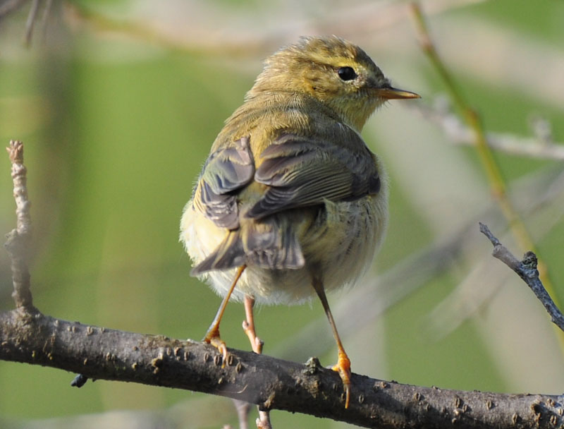 Willow Warbler