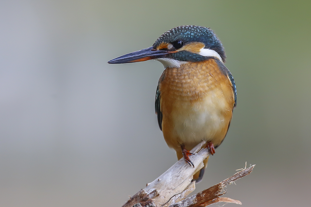 Common Kingfisher