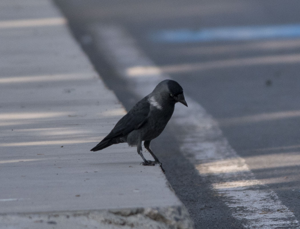 Western Jackdaw