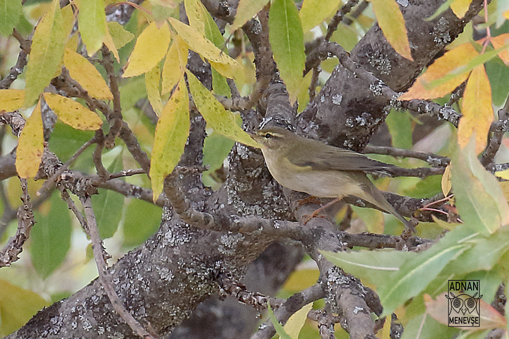Willow Warbler