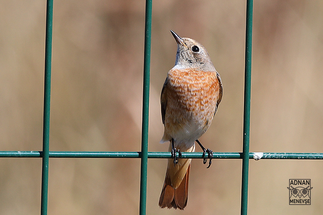 Common Redstart