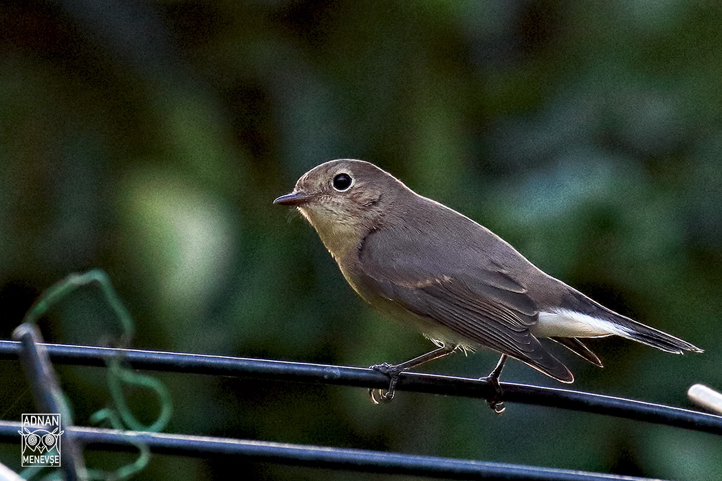 Red-breasted Flycatcher