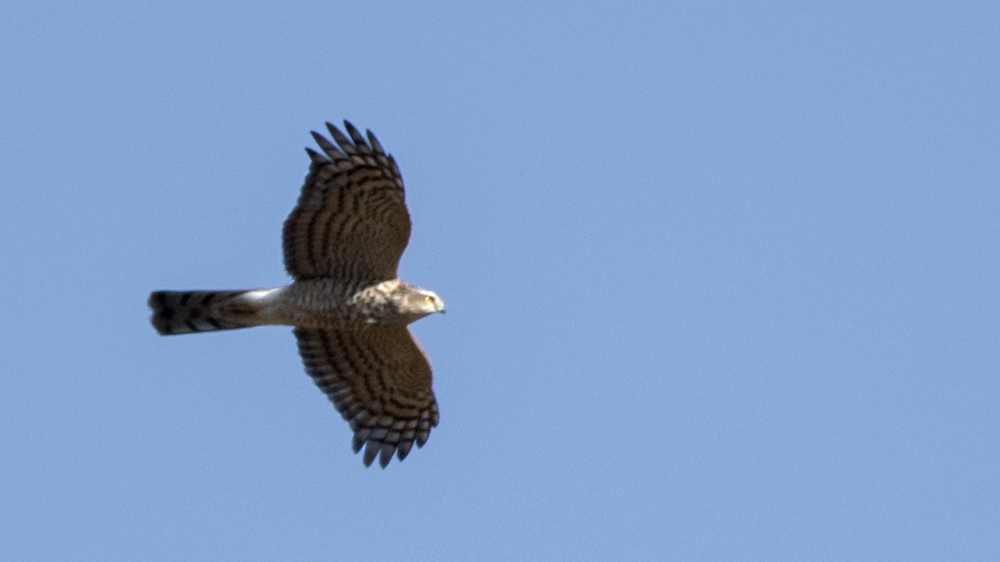 Northern Goshawk