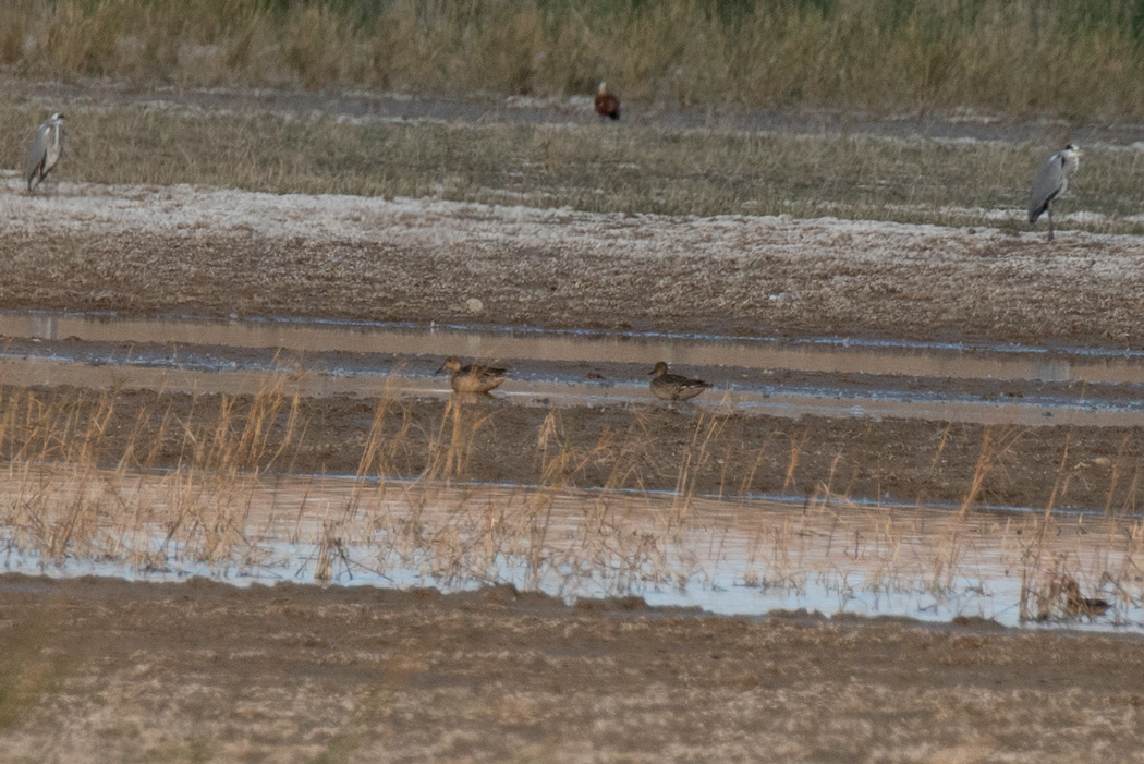 Northern Pintail