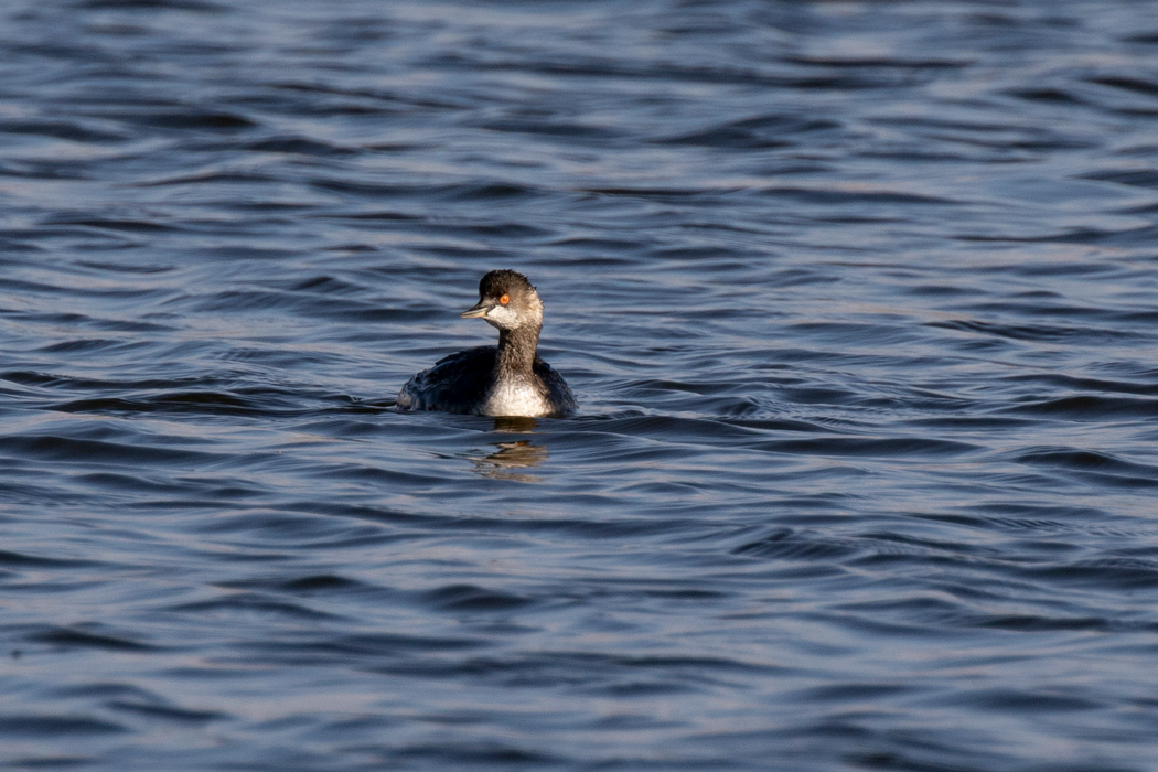 Black-necked Grebe