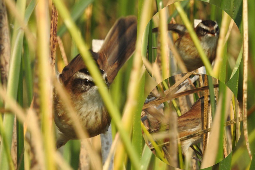 Moustached Warbler