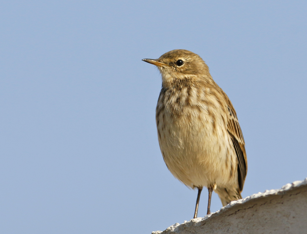Water Pipit