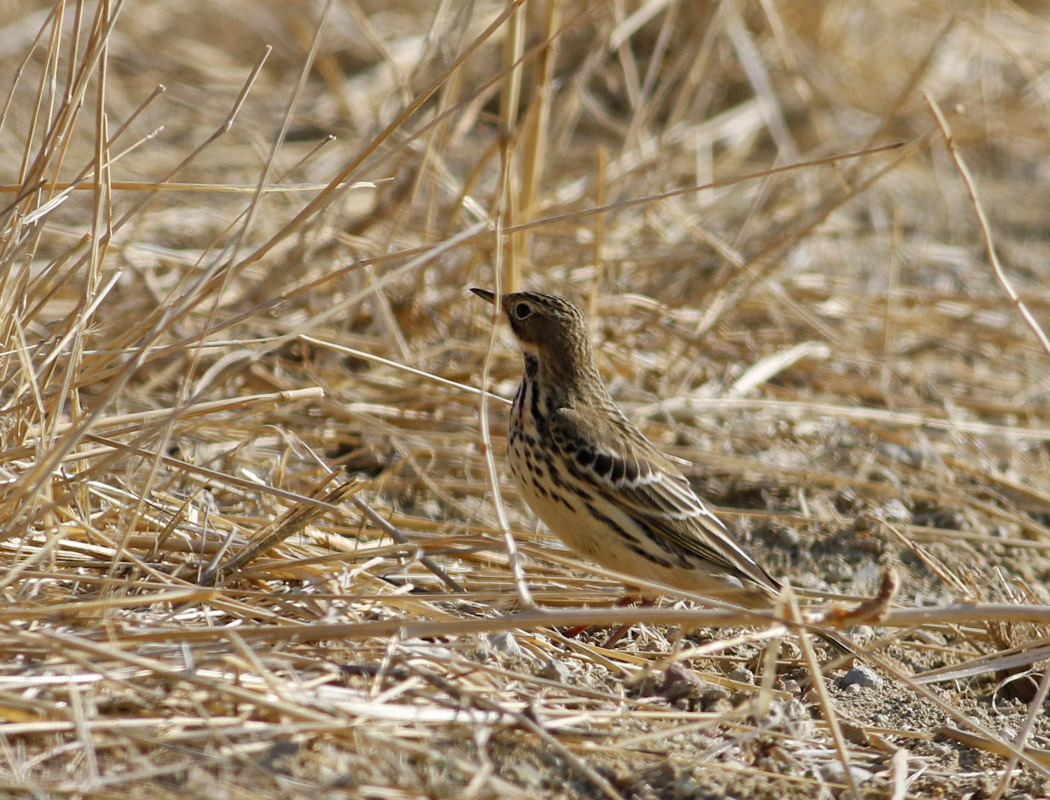 Red-throated Pipit