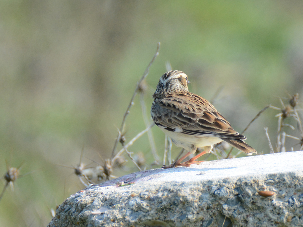 Woodlark