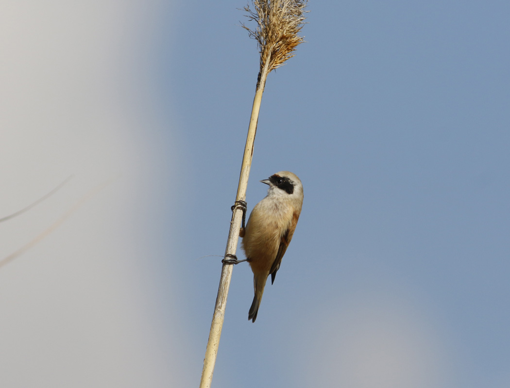 Eurasian Penduline Tit