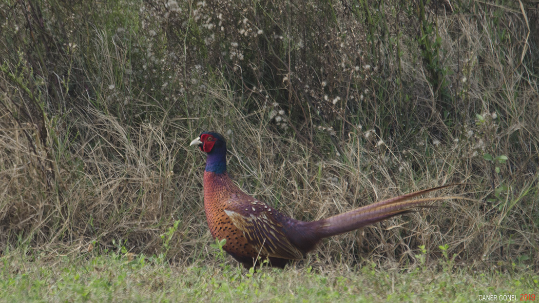 Common Pheasant