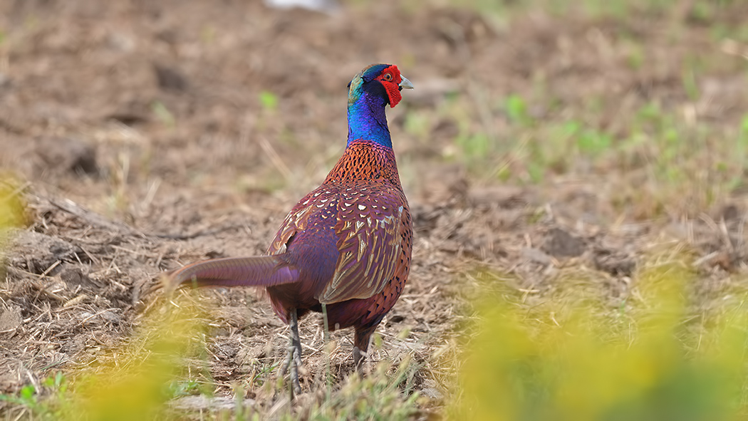 Common Pheasant