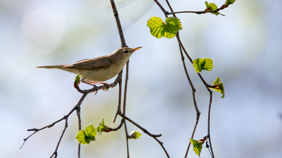 Booted Warbler