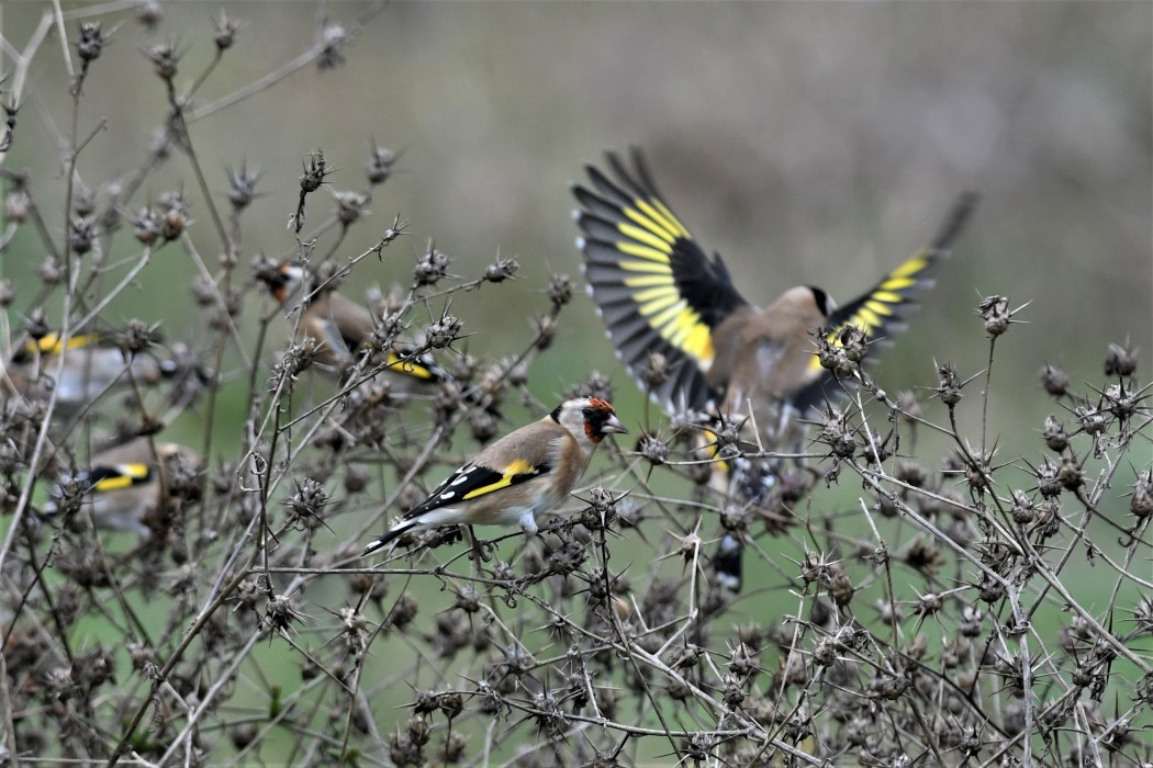 European Goldfinch