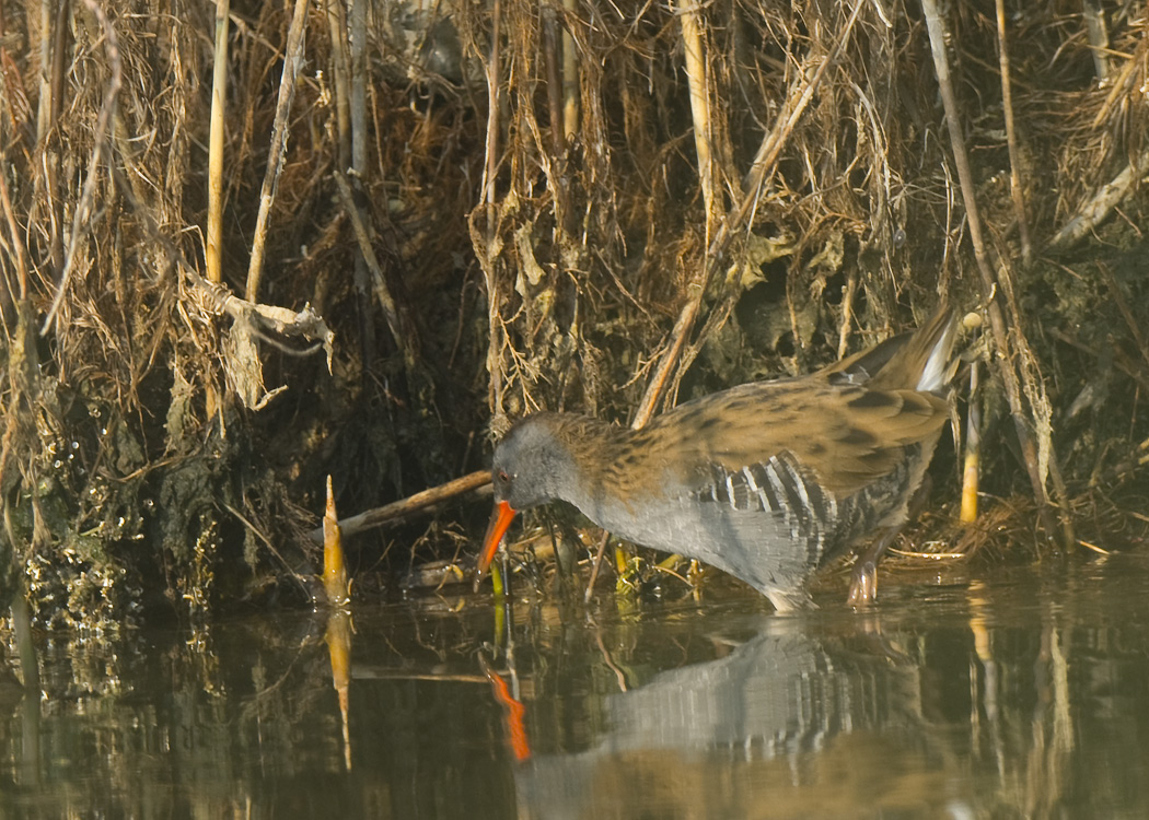 Water Rail