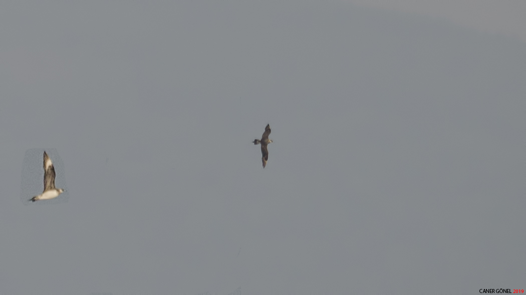 Parasitic Jaeger