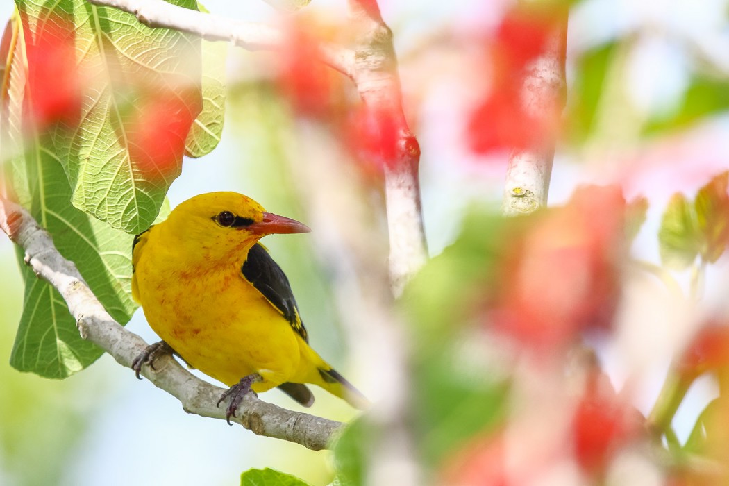 Eurasian Golden Oriole