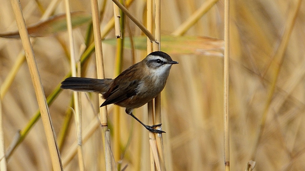 Moustached Warbler