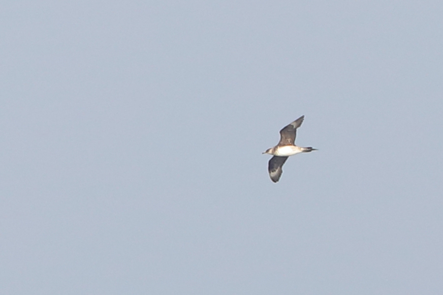 Parasitic Jaeger