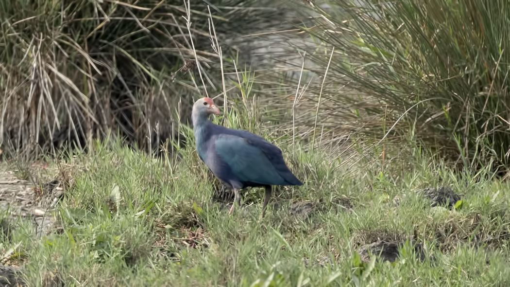 Grey-headed Swamphen