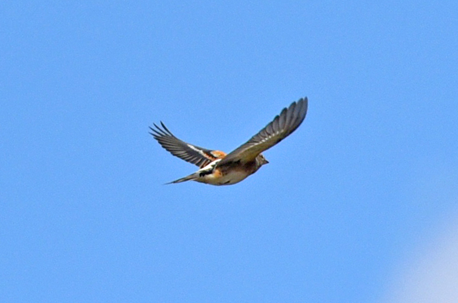 Dağ İspinozu