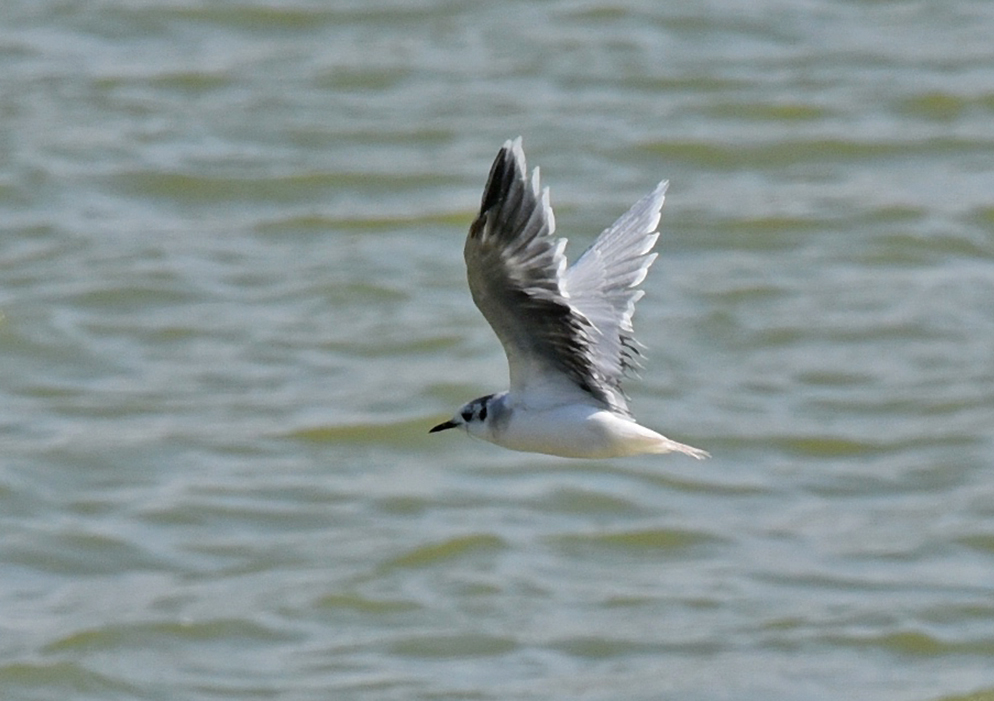 Little Gull