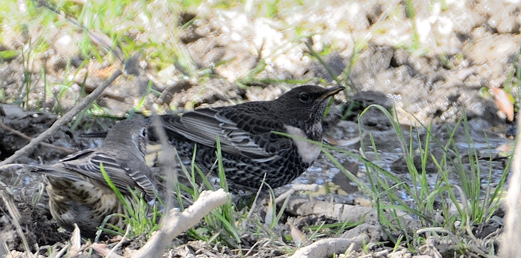 Ring Ouzel