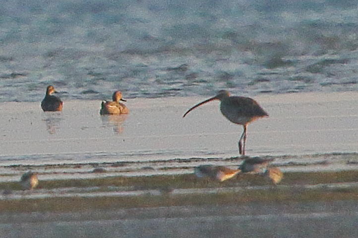 Eurasian Whimbrel