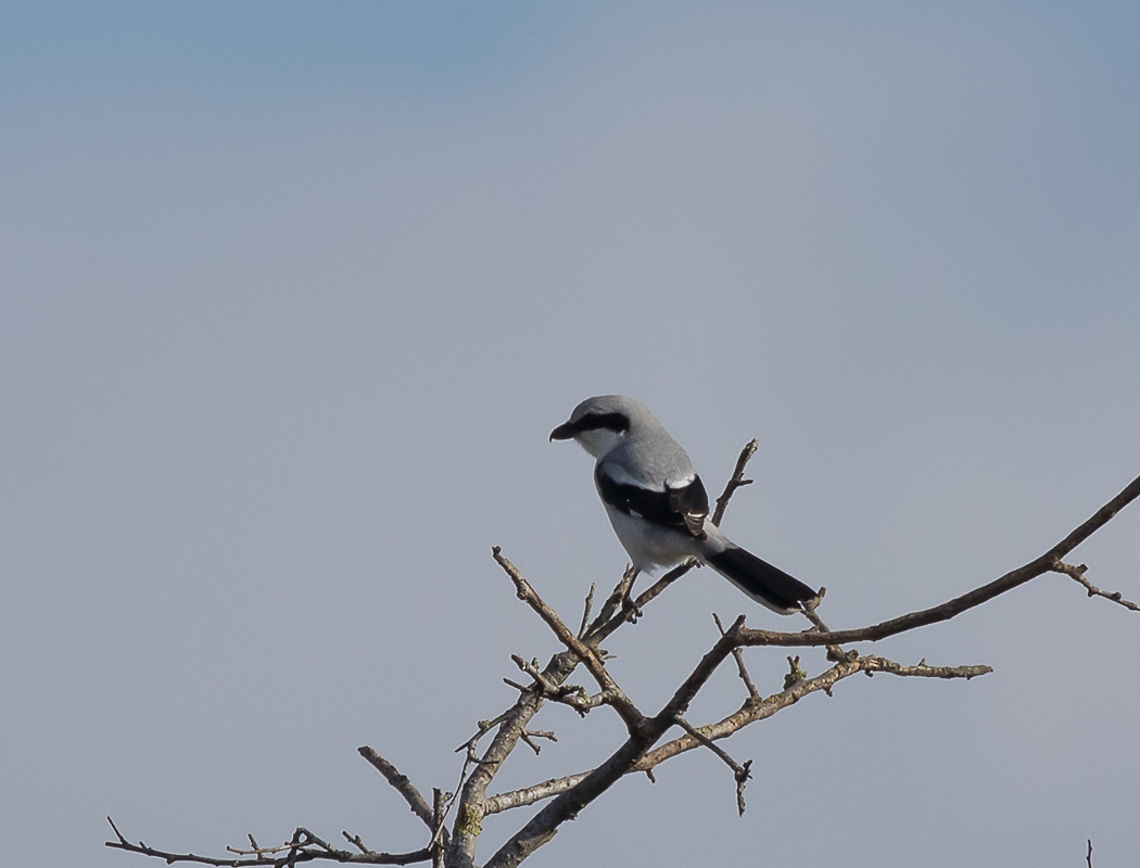 Great Grey Shrike