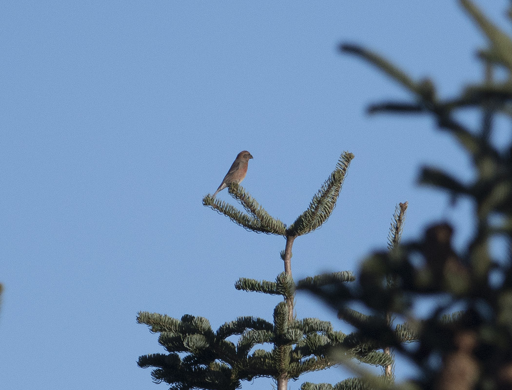 Red Crossbill