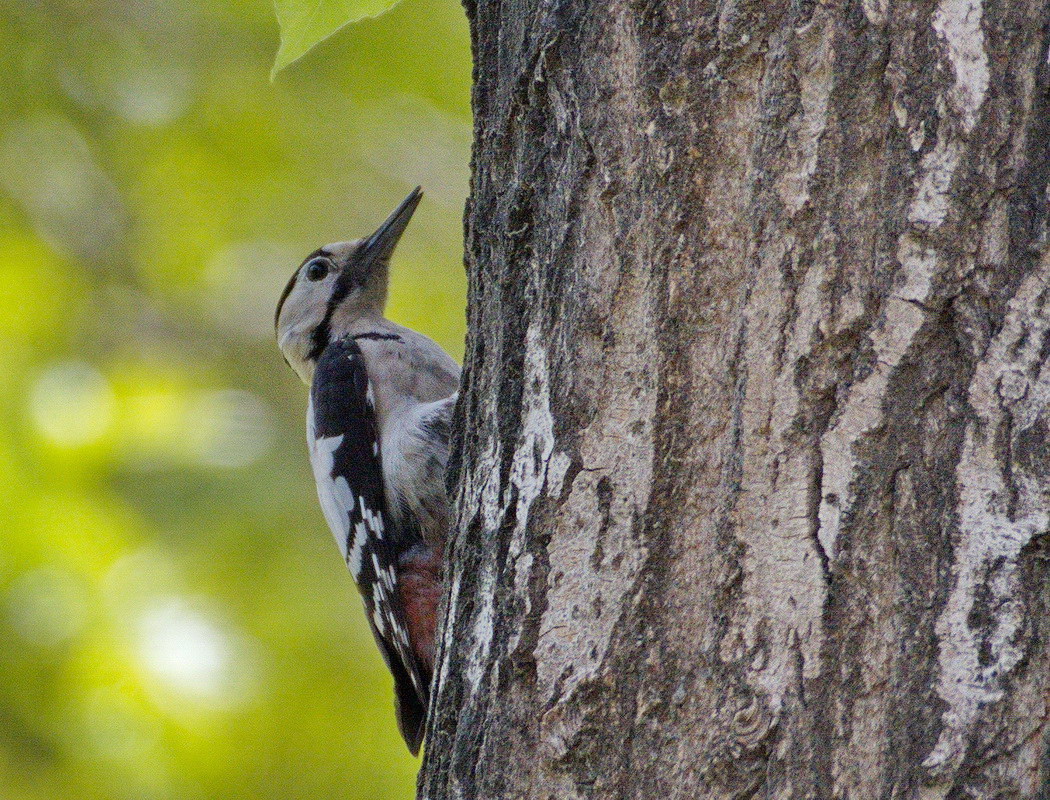 Syrian Woodpecker