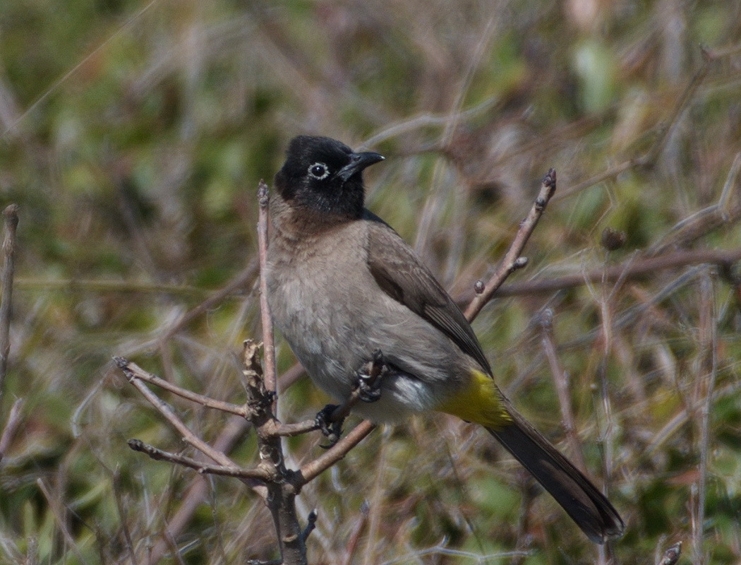 White-spectacled Bulbul