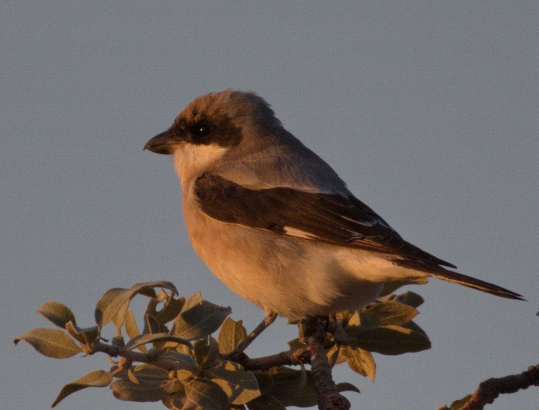 Lesser Grey Shrike