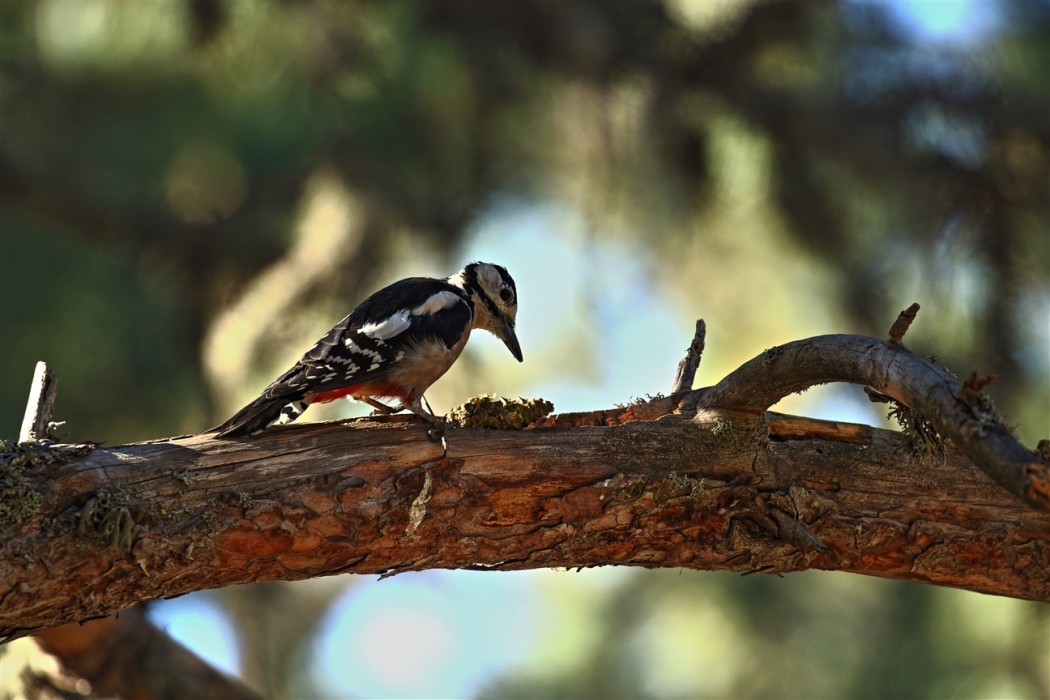 Great Spotted Woodpecker