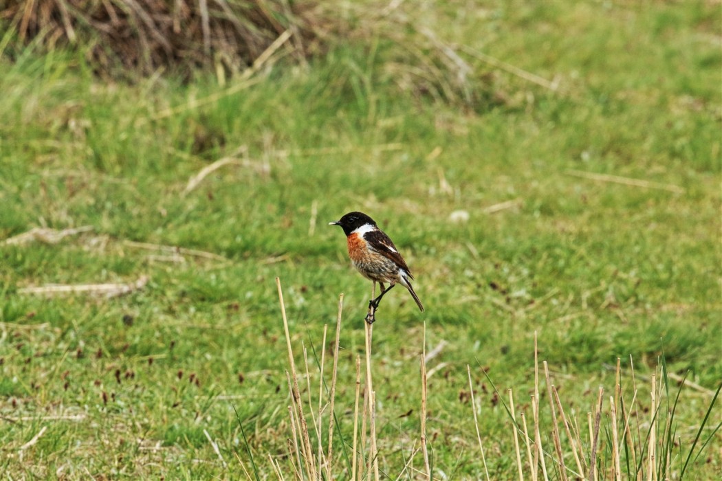 European Stonechat